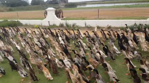 The Duck Army Is Rising.