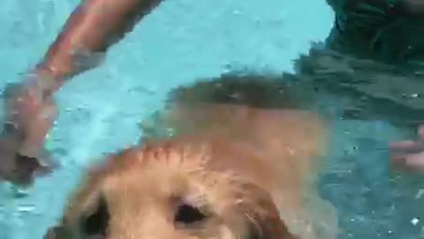 Golden retriever puppy learns to swim