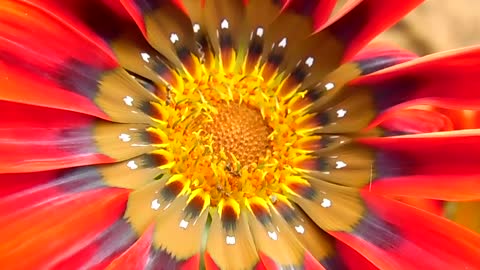 Beautiful Red sun flower