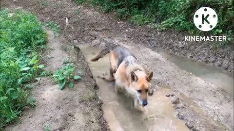 Water swimming dog