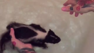Zorrino bebé se divierte como loco nadando en la bañera