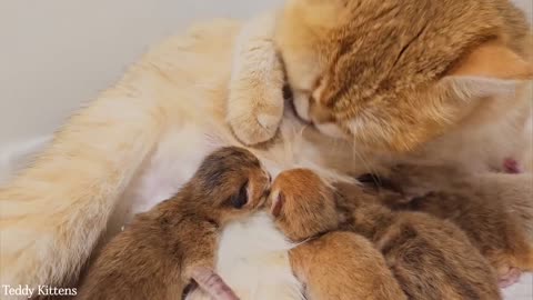 Bassy gives birth to British Shorthair kittens