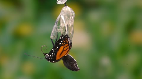 Monarch Butterfly Birth. (4x slow motion)