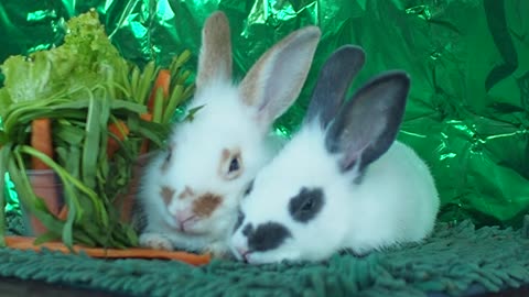 Beautiful Rabbits loving