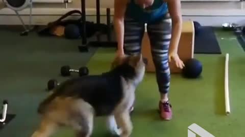 German shepherd puppy interrupts burpees