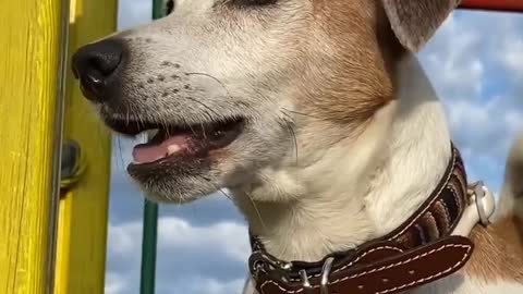 Dog Eating cricket Territorio de Zaguates "Land of The Strays" Dog Rescue Ranch Sanctuary in ...|