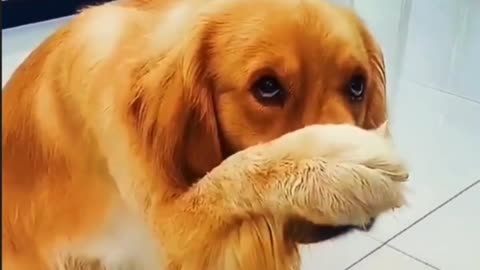 Funny Videos of dogs episode VI