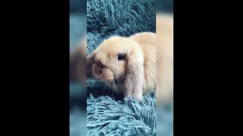 Funny and Cute Bunny Rabbit Videos #rsrsrs🤣