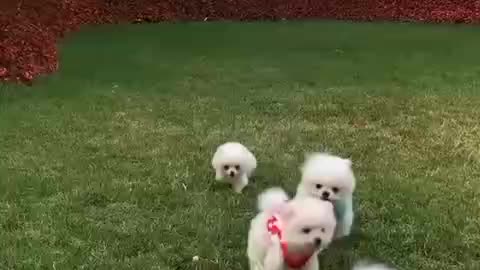 Very cute dog. . A cute video