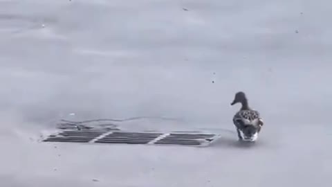 Man Saved Duck Chicks