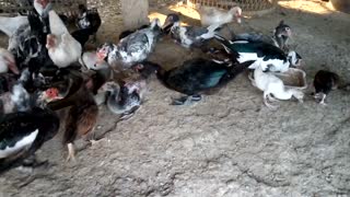ducks eating up some food in small farm