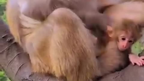 Some monkey funny clips collection