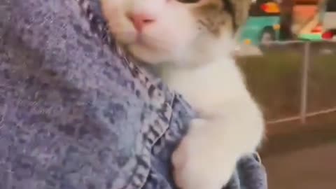 Cute 🥰 🐱🐈 cat lover 🤠