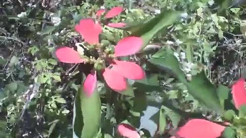 Red and green plant in land, a different flower [Nature & Animals]