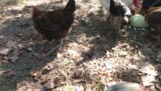 ASMR chickens feeding happy noises