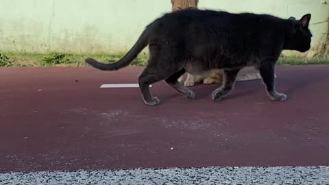 Male and Female cat meeting with each other #PetsTv