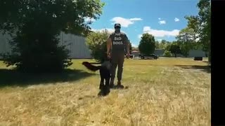 Training Dogs to Aggressive