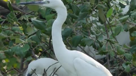 Buck birds are not seen as before in nest