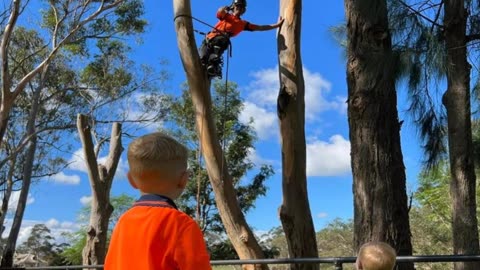 Best Tree Services in Pitt Town