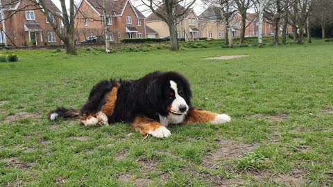 Huge Bernese Mountain Dog relaxing in the park