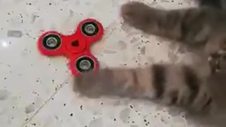 Kitten playing with a fidget spinner