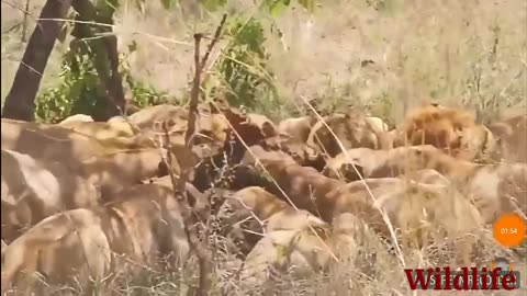 Lion hunting in jungle || Wildlife || must see