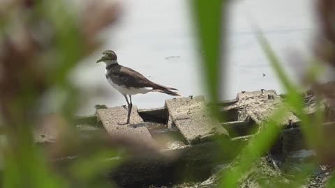 357 Toussaint Wildlife - Oak Harbor Ohio - Finally Capture The Elusive Killdeer