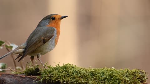 robin bird eating video