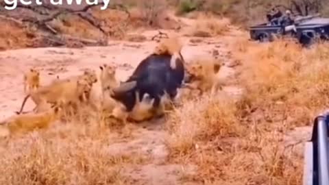 a pack of lions had bitten the buffalo .the buffalo's companions come to save it