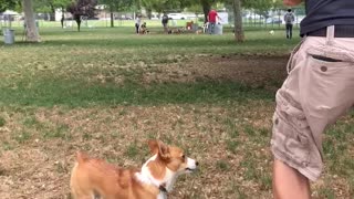 Corgi fake out