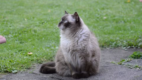 British Shorthair Chocolate Cat