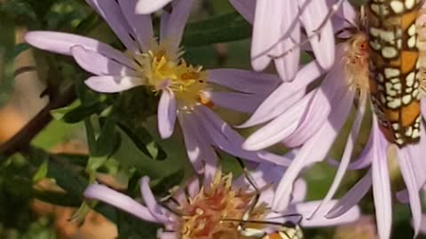 Strange bugs on asters