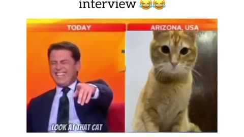 Cat interview with news anchor live