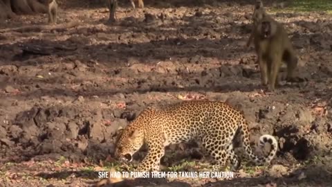 Leopardess's Strange Interaction After Tragic Loss - A Wildlife Mystery Unveiled!