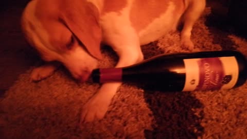 Cute dog licking bottle of wine