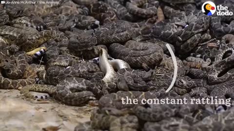 Cruel Rattlesnakes Contests Round Them Up And Kill Them | The Dodo