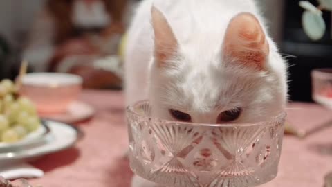 Cat drinking water cute amazing viral video