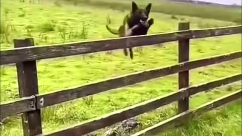 Funny Cats And Dogs Videos 😂 #1 - Best Funniest Animal Videos 2023 😅