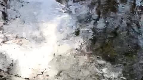 Alligator Swimming in water