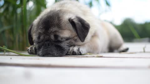 Small dog Sleeping 🐕