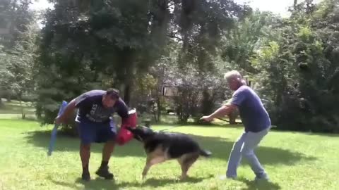 Dog Training, Trainer.