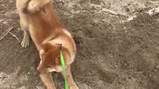 Lovely dog digs