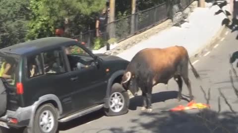 Taurus almost turns 4X4 in a moment of fury!