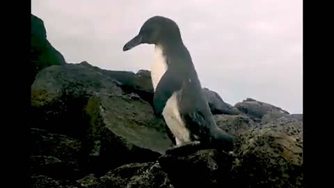 Penguin comes close for friendly chat with Galapagos tour guides!