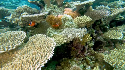 Fiji anemone fish are immune to paralytic sting of their predator hosts