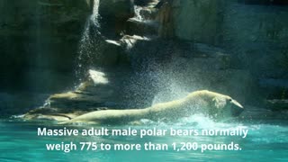 Interesting Facts about Polar Bears