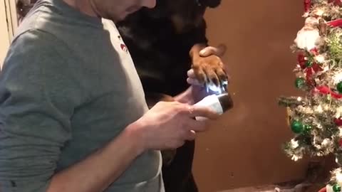 Angry dog doesnt want to cut his nails - Goes Viral