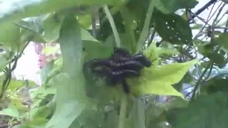 Lagartas pretas nas folhas de maracujá perto da mata, uma em cima da outra [Nature & Animals]
