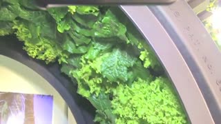 Vertical Hydroponics System Vertical Farming and Volksgarden