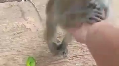 the monkey is very tame